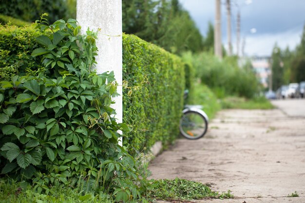 Een heg, een geknipte struik. Zonnige dag, fiets om te wandelen. Concept van openluchtrecreatie.