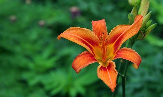 Een helder oranje lelie met een groene achtergrond.