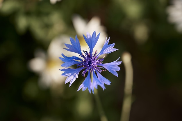 Een helderblauwe korenbloemclose-up met onscherpe achtergrond