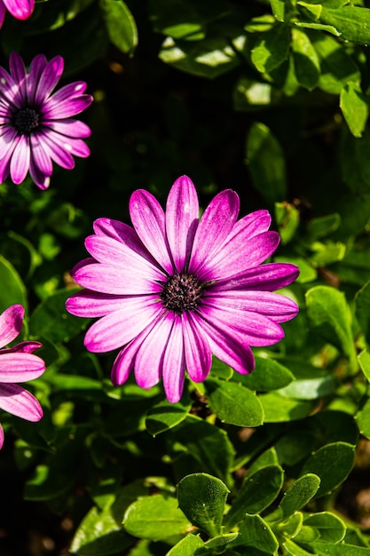 Een heldere Kaap Marguerite in het brandende licht