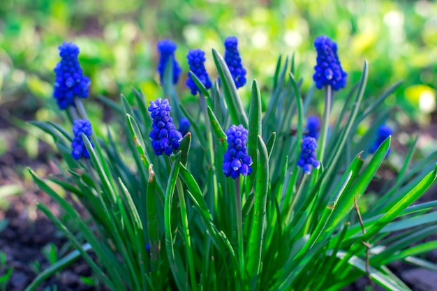 Een heldere mooie struik van blauwe muscari-bloemen in de datsja in de stralen van de zon op een onscherpe achtergrond Selectieve focus