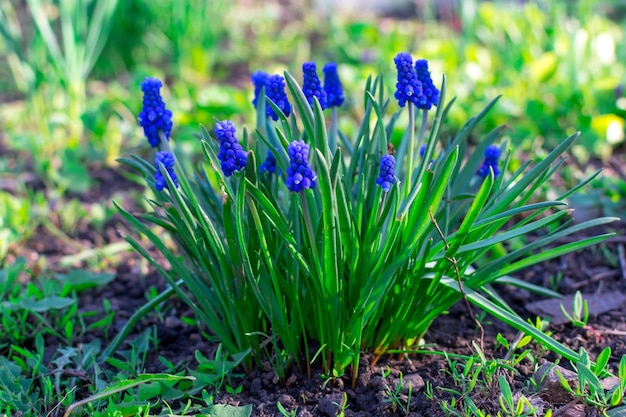 Een heldere mooie struik van blauwe muscari-bloemen in de datsja in de stralen van de zon op een onscherpe achtergrond Selectieve focus