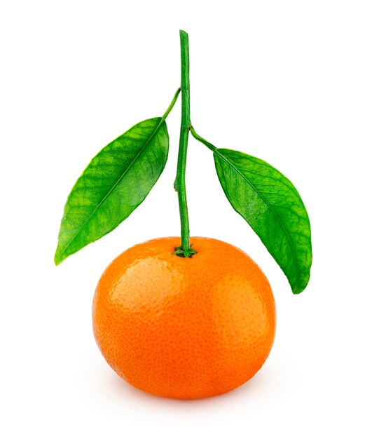 Een hele mandarijn of tangerine op tak