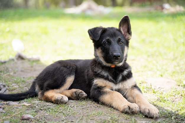 Foto een herderspuppy in een rode kraag ligt op de grond