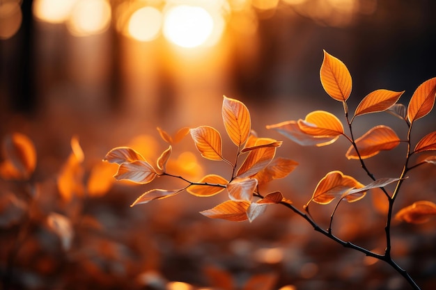 Een herfst achtergrond van gebladerte bij zonsondergang