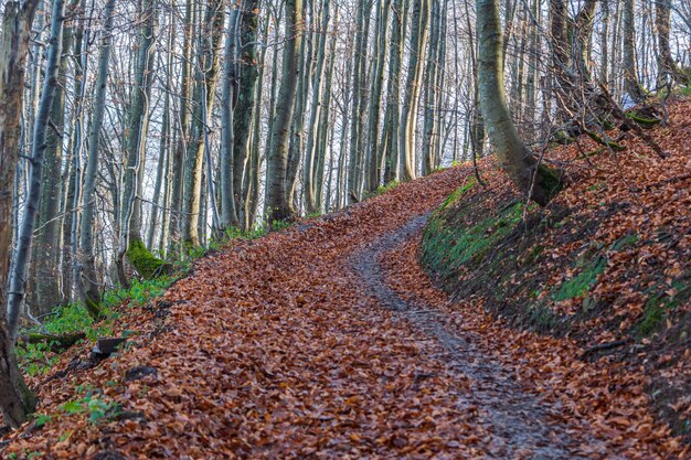 Foto een herfstpad in een beukenbos in het nationale park bieszczady in polen