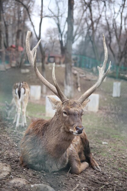 Foto een hert met hoorns en hoorns zit in het gras