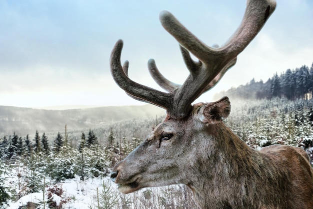 Een hert met imposante gewei staat in de winter voor een boslandschap