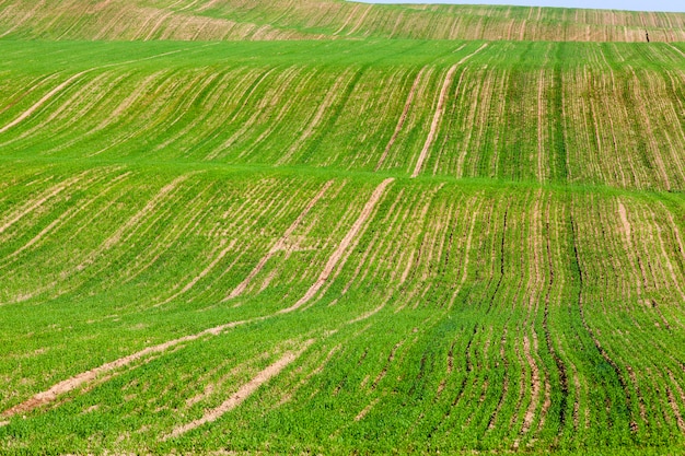 Een heuvelachtig golvend veld met groeiende groene spruiten van tarwe, een landschap in de late zomer of vroege herfst, winterse granenvariëteiten