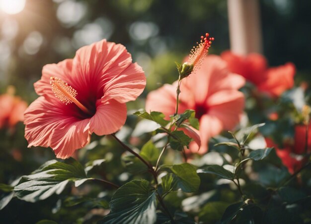 Foto een hibiscus bloeit