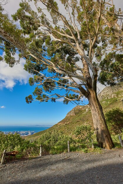 Een hoge boom die groeit in het Tafelberg Nationaal Park Kaapstad Zuid-Afrika Omringd door weelderig groen gras en een schilderachtig uitzicht op de blauwe oceaan en de heldere hemel in de zomer op een warme dag buiten