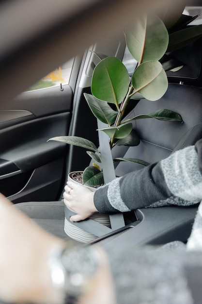 Een hoge groene bloempot in een pot zit op de voorbank van de auto, vastgezet met een veiligheidsgordel