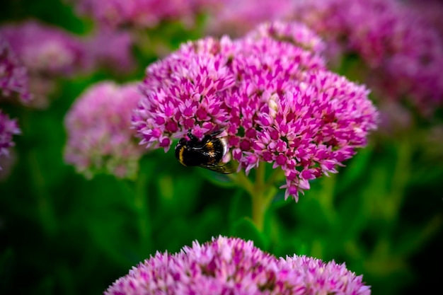 Een hommel bestuift een muurpeperbloem. Bestuiving door insecten.