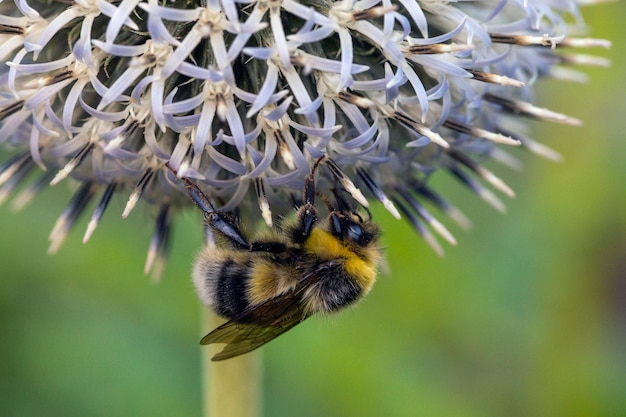 Een hommel haalt nectar uit een eryngiumbloem Insectenbestuivers van planten