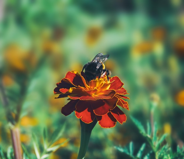 Een hommel op een rode bloem verzamelt nectar op een groene achtergrond