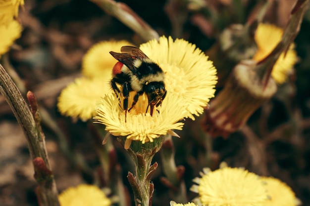 Een hommel verzamelt stuifmeel op gele bloem