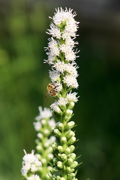 Een hommel zit op een liatrisbloem.