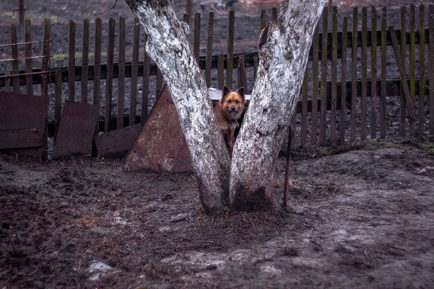 Een hond aan de leiband.