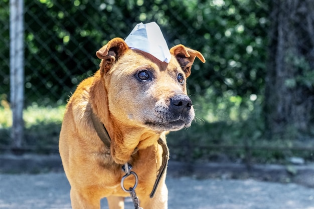 Een hond aan een ketting met een papieren muts op zijn kop Grappige dieren