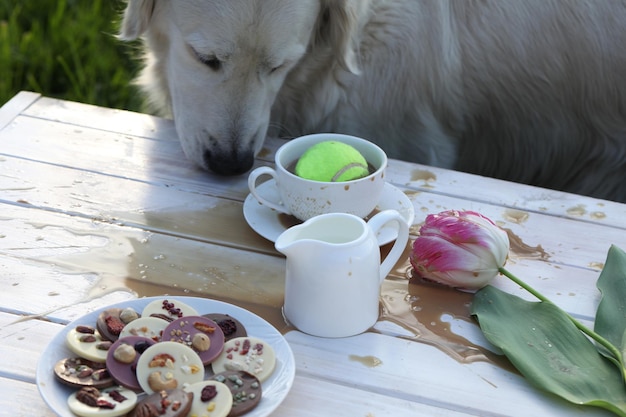 Een hond brengt een bal op een picknicktafel met een kop koffie en een tulp op tafel