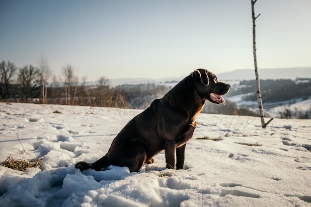 Een hond die bedekt is met sneeuw