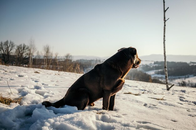 Een hond die bedekt is met sneeuw