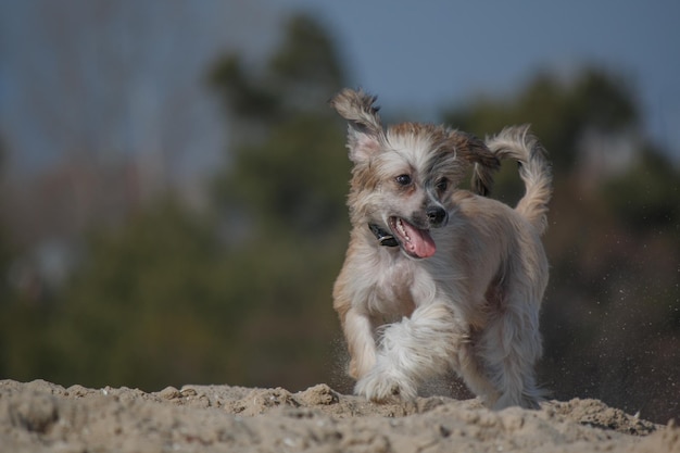 Een hond die door het zand rent