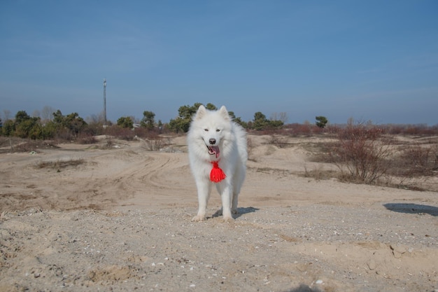 Een hond die door het zand rent