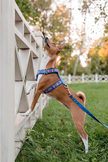 Een hond die een blauw tuigje draagt met het woord hond erop.