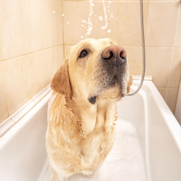 Een hond die een douche neemt met water en zeep