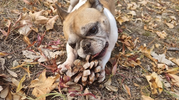 Een hond die in de herfst op een dennenappel kauwt.