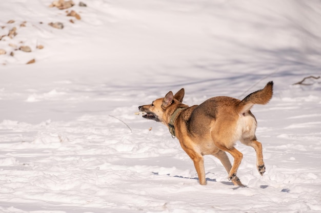 Een hond die in de sneeuw rent met een stok in zijn bek.