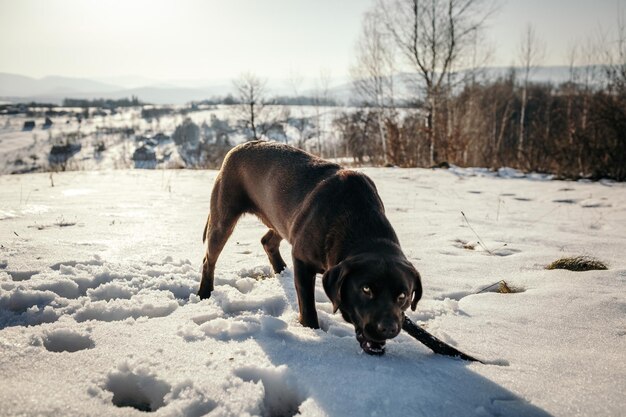 Een hond die in de sneeuw staat