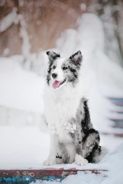 Een hond die in de sneeuw zit.