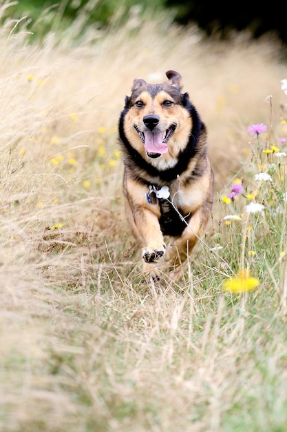 Een hond die in de zomer op het veld loopt.