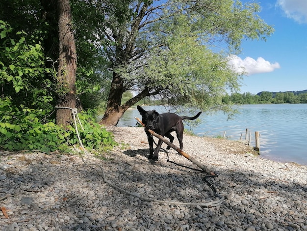 Een hond die in een meer staat