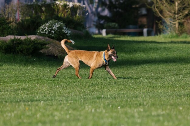 Een hond die in een park rent