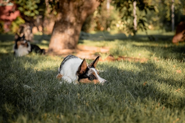 Een hond die in het gras ligt met een boom op de achtergrond