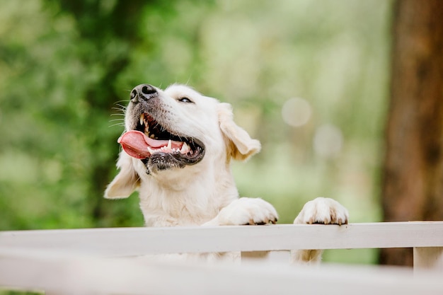 Een hond die met uithangende tong over een hek kijkt