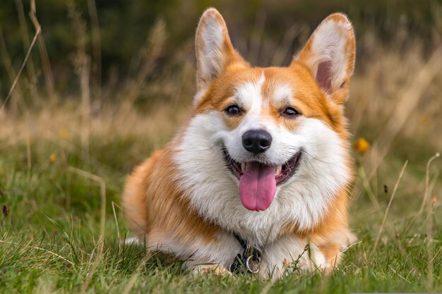 Een hond die met zijn tong uit het gras ligt