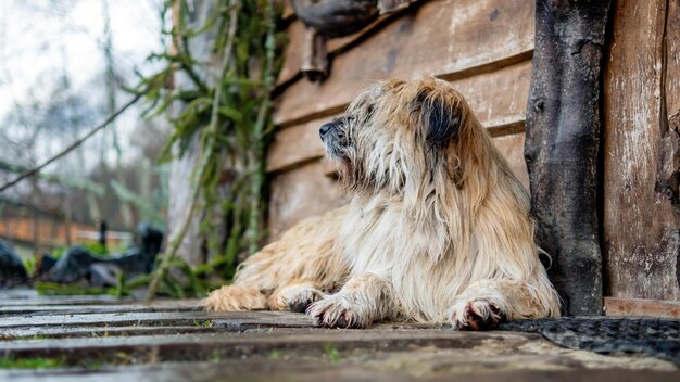 Een hond die op de grond ligt bij het houten huis