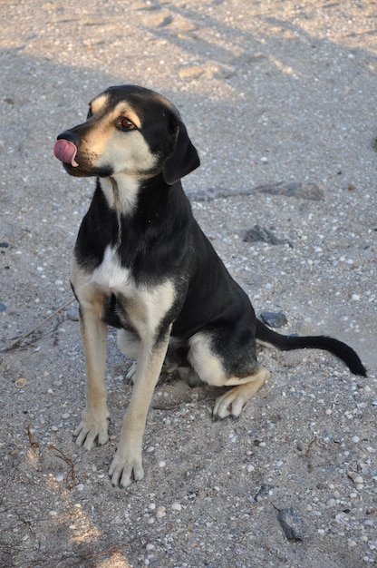 Een hond die op de grond zit