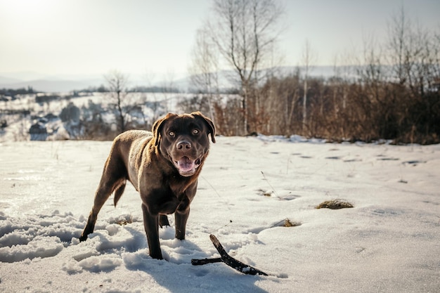 Een hond die op een besneeuwd veld staat