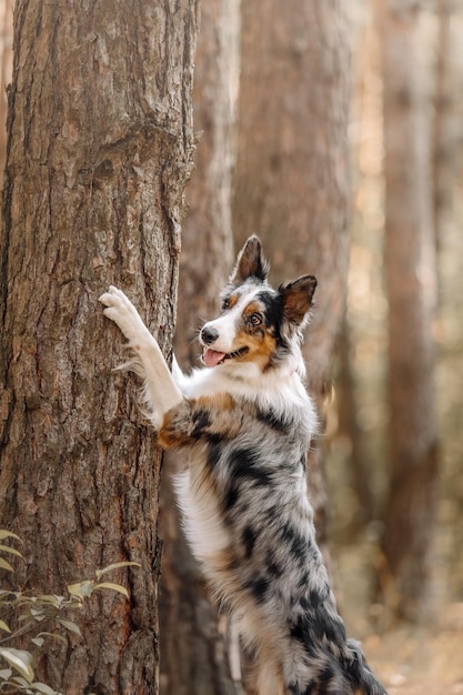 Een hond die op een boom staat