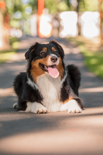 Een hond die op een pad in een park ligt