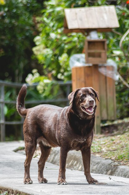 Een hond die op een pad voor een vogelvoeder staat