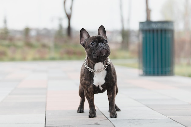 Een hond die op een stoep voor een vuilnisbak staat.