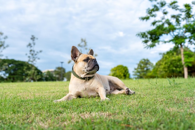 Een hond die op het gras in een park ligt