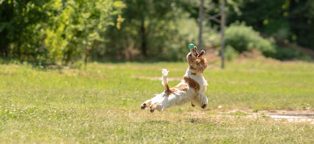 Een hond die op het veld loopt.