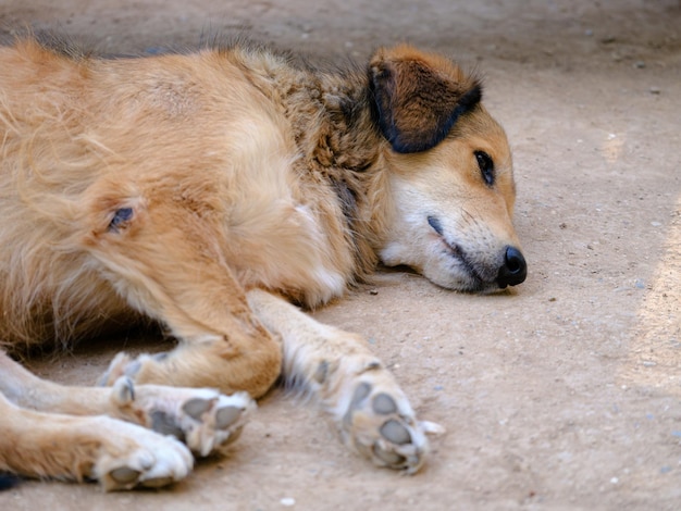 Een hond die op straat slaapt